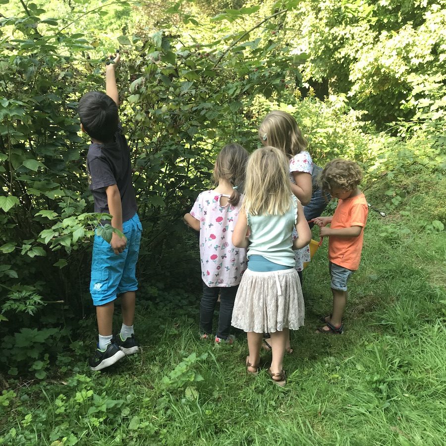 young students picking blackberries