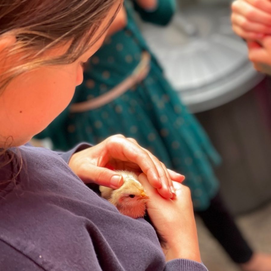 Een leerling houdt een kuikentje in haar handen en streelt het kopje.